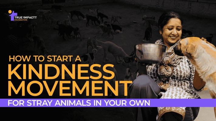 How to Start a Kindness Movement for Stray Animals in Your Own 
