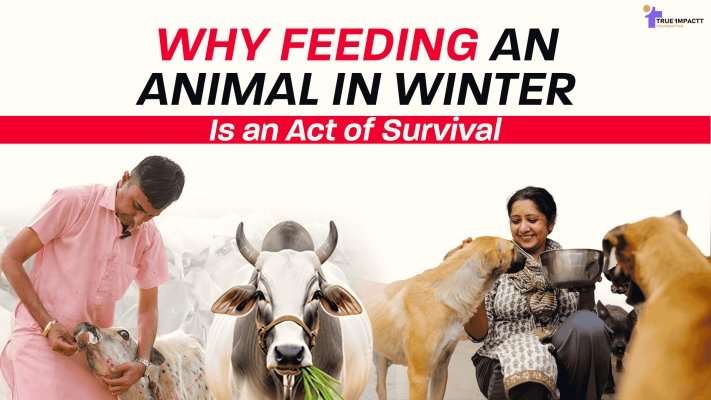 Why Feeding an Animal in Winter Is an Act of Survival